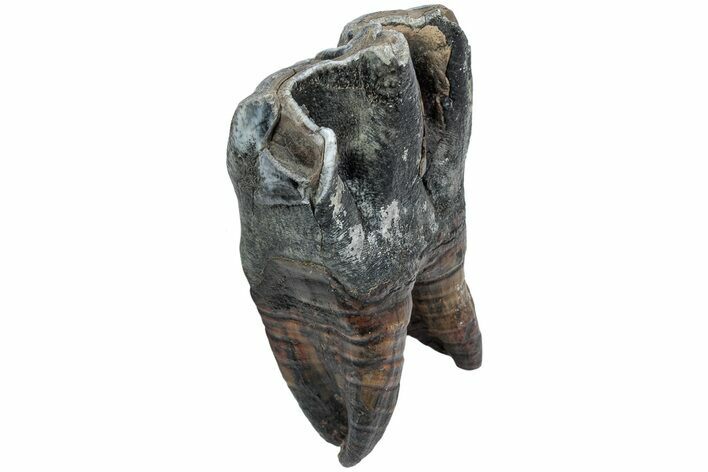 Fossil Woolly Rhino (Coelodonta) Tooth - Siberia #225201